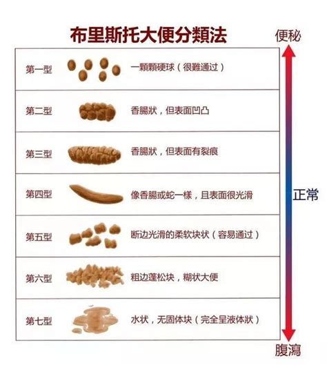 黃金鼠大便很多